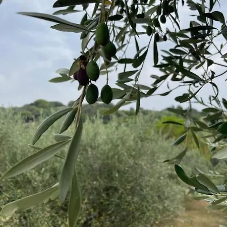 Biancolilla House * Rosignano Solvay